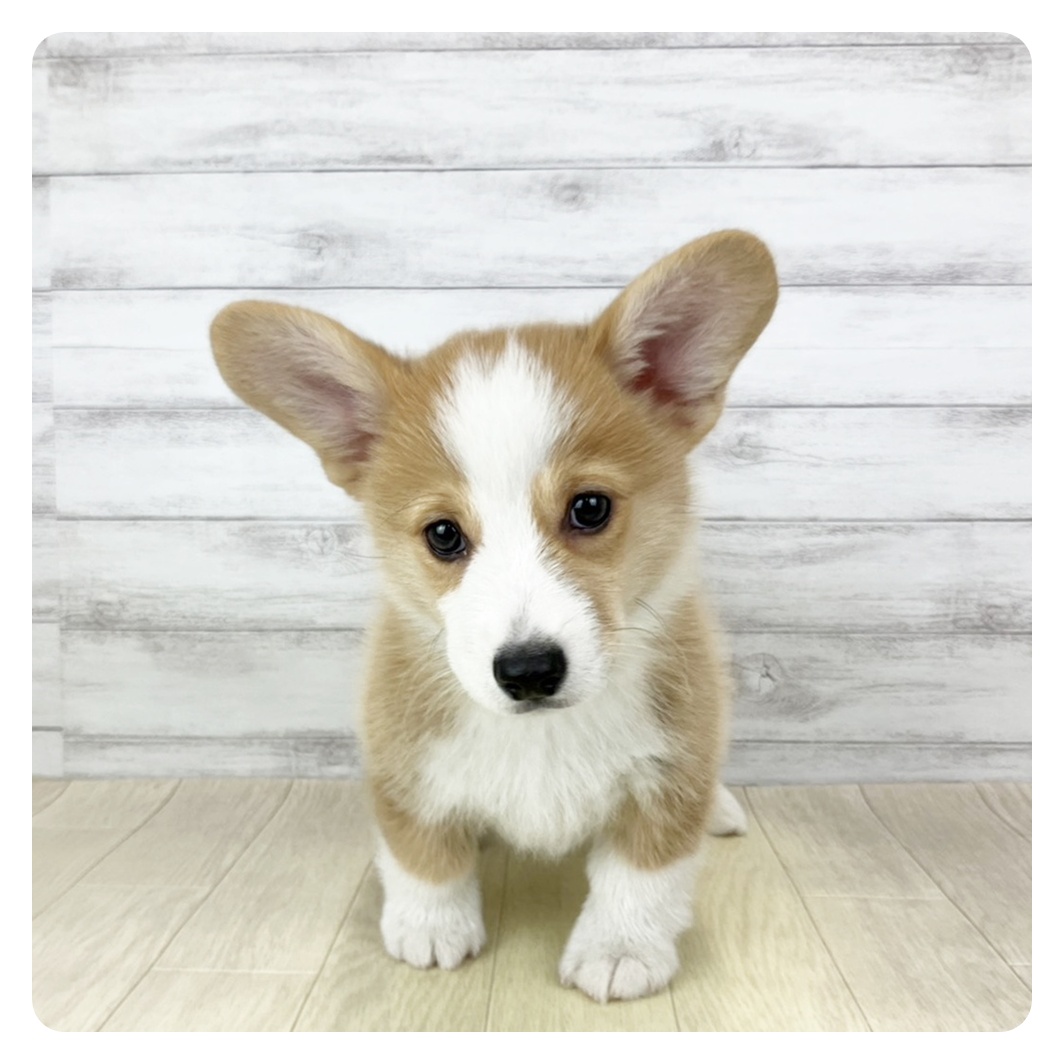 コーギー男の子の写真