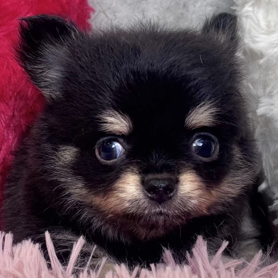 愛知県のチワワ(ロング) (犬の家＆猫の里名古屋天白店/2026年1月11日生まれ/男の子/ブラックタン)の子犬の1枚目の画像