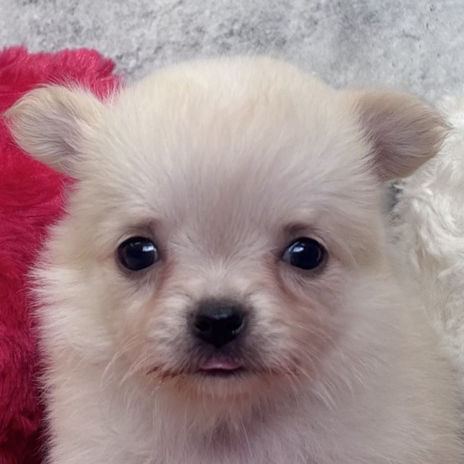 愛知県のチワワ(ロング) (犬の家＆猫の里一宮店/2026年1月11日生まれ/女の子/クリームホワイト)の子犬の2枚目の画像