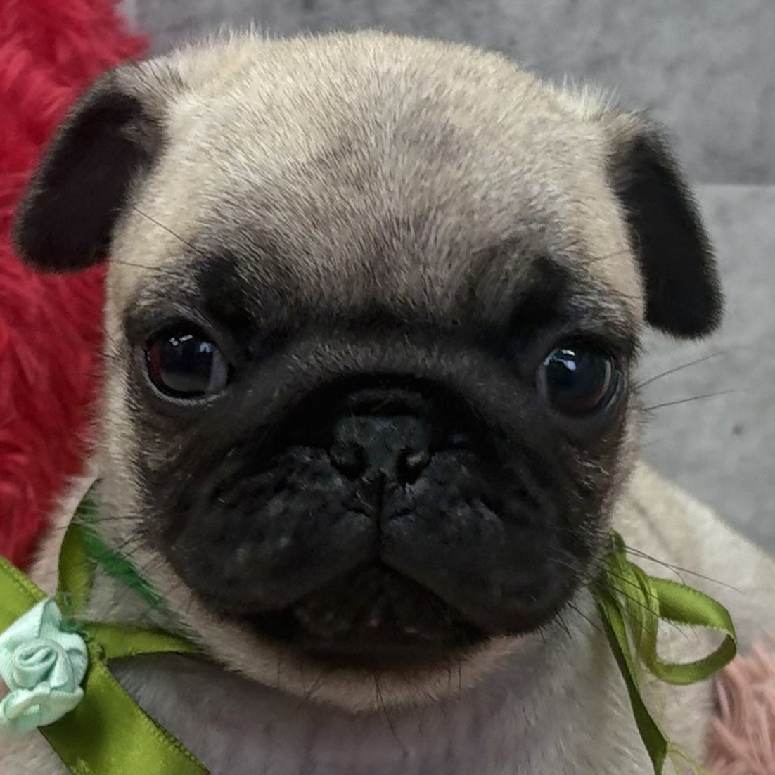 愛知県のパグ (犬の家＆猫の里一宮店/2026年1月13日生まれ/男の子/フォーン)の子犬