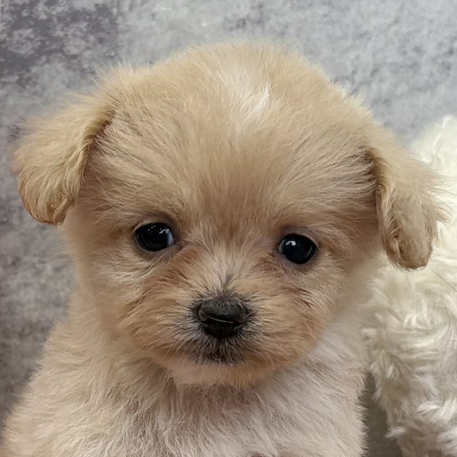 ハーフ犬女の子の写真