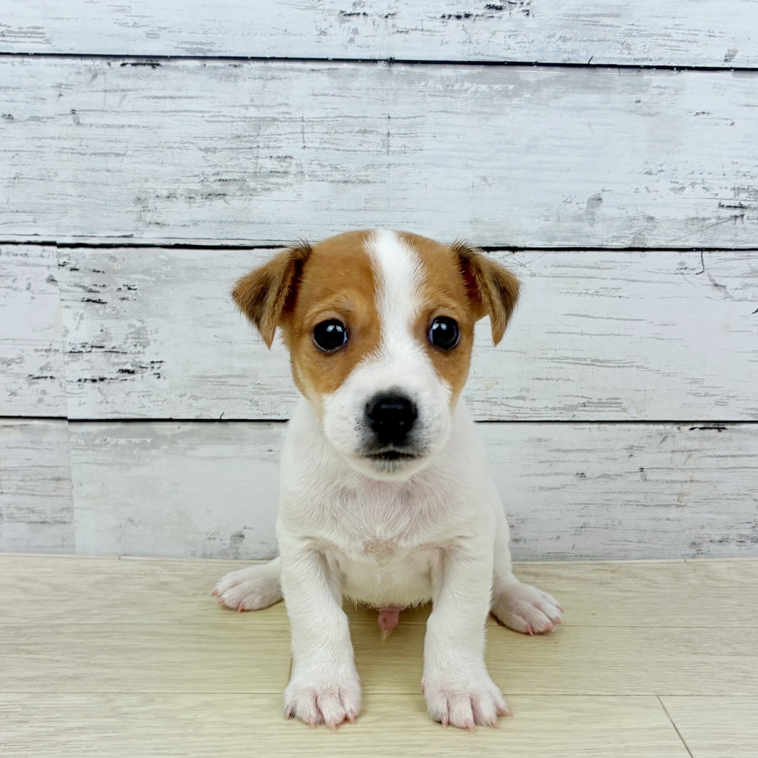 2026年1月15日生まれのジャックラッセルテリア