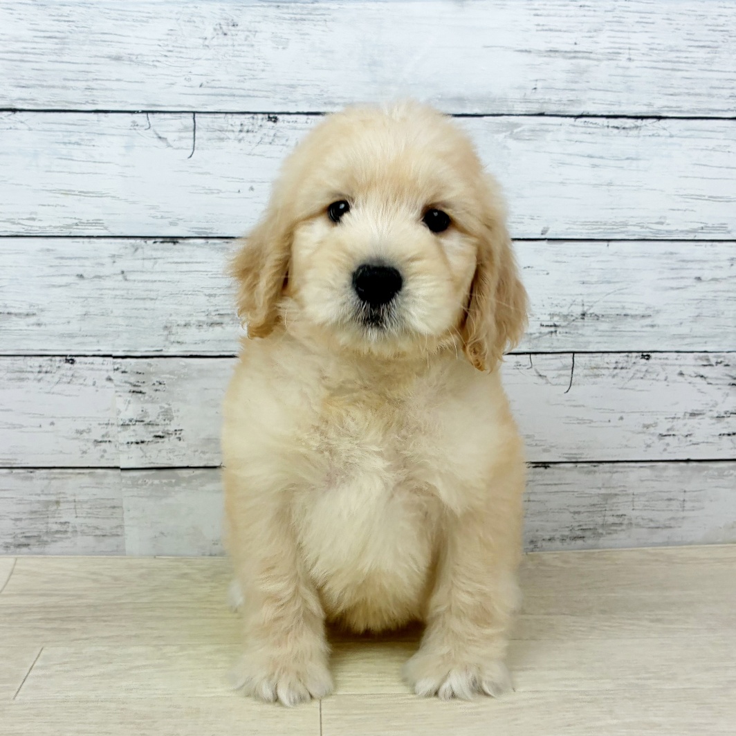 ハーフ犬女の子の写真