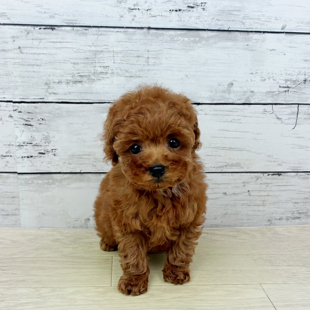 兵庫県のトイプードル(トイ) (犬の家＆猫の里川西店/2026年1月15日生まれ/女の子/レッドフォーン)の子犬