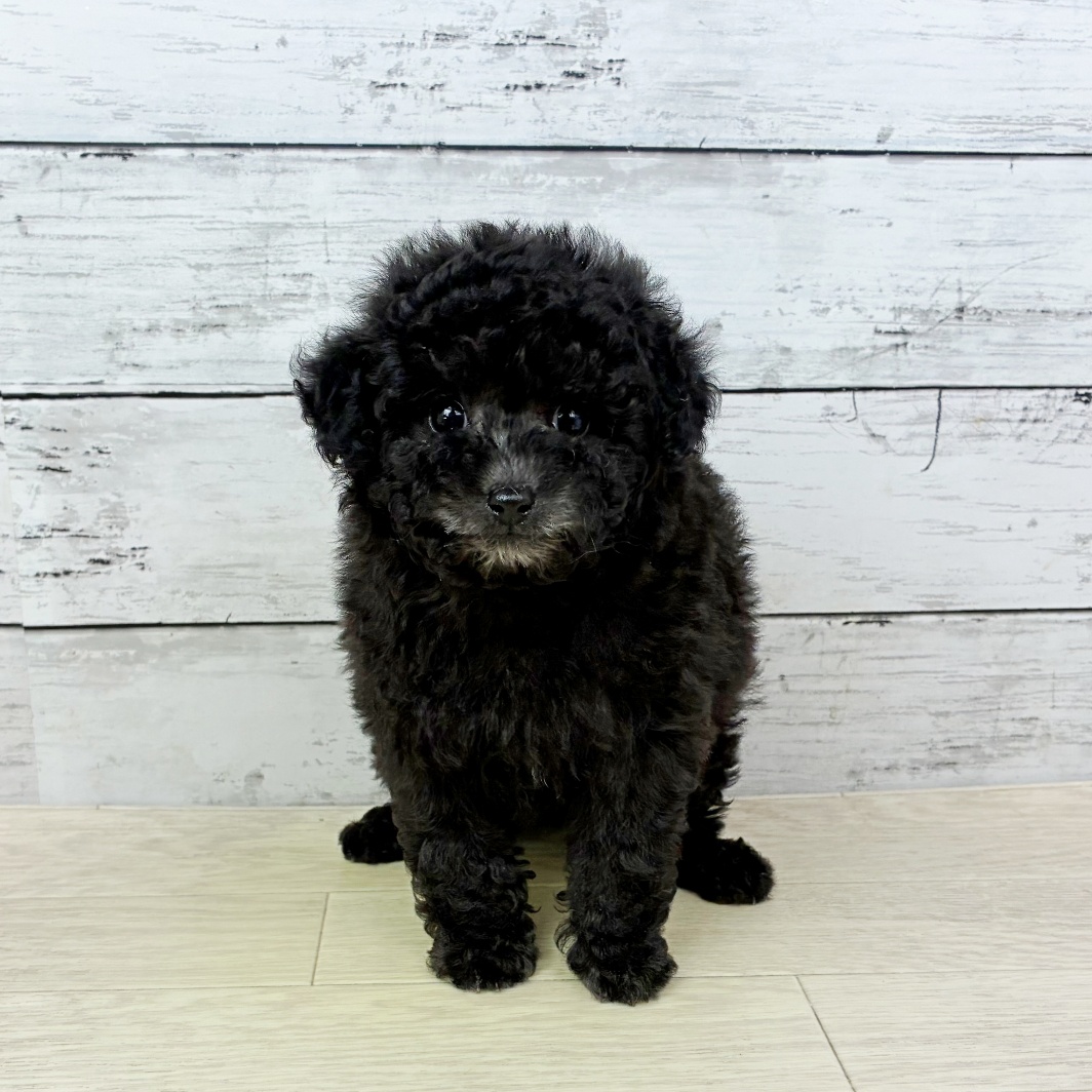 滋賀県のトイプードル(トイ) (犬の家＆猫の里近江八幡店/2026年1月13日生まれ/女の子/グレー)の子犬