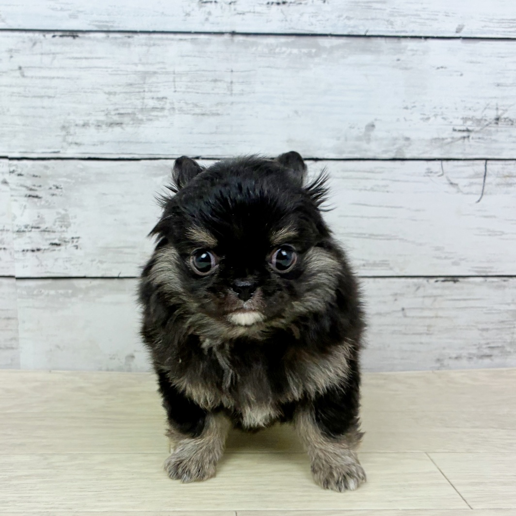 滋賀県のチワワ(ロング) (犬の家＆猫の里近江八幡店/2026年1月12日生まれ/女の子/ブラックタン)の子犬