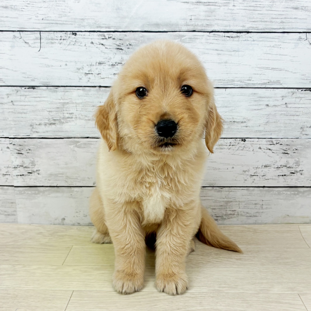滋賀県のゴールデンレトリバー (犬の家＆猫の里近江八幡店/2026年1月15日生まれ/男の子/ゴールデン)の子犬