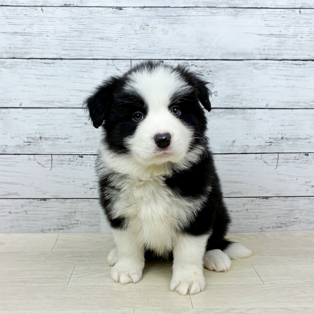 兵庫県のボーダーコリー (犬の家＆猫の里川西店/2026年1月14日生まれ/男の子/ブラックホワイト)の子犬