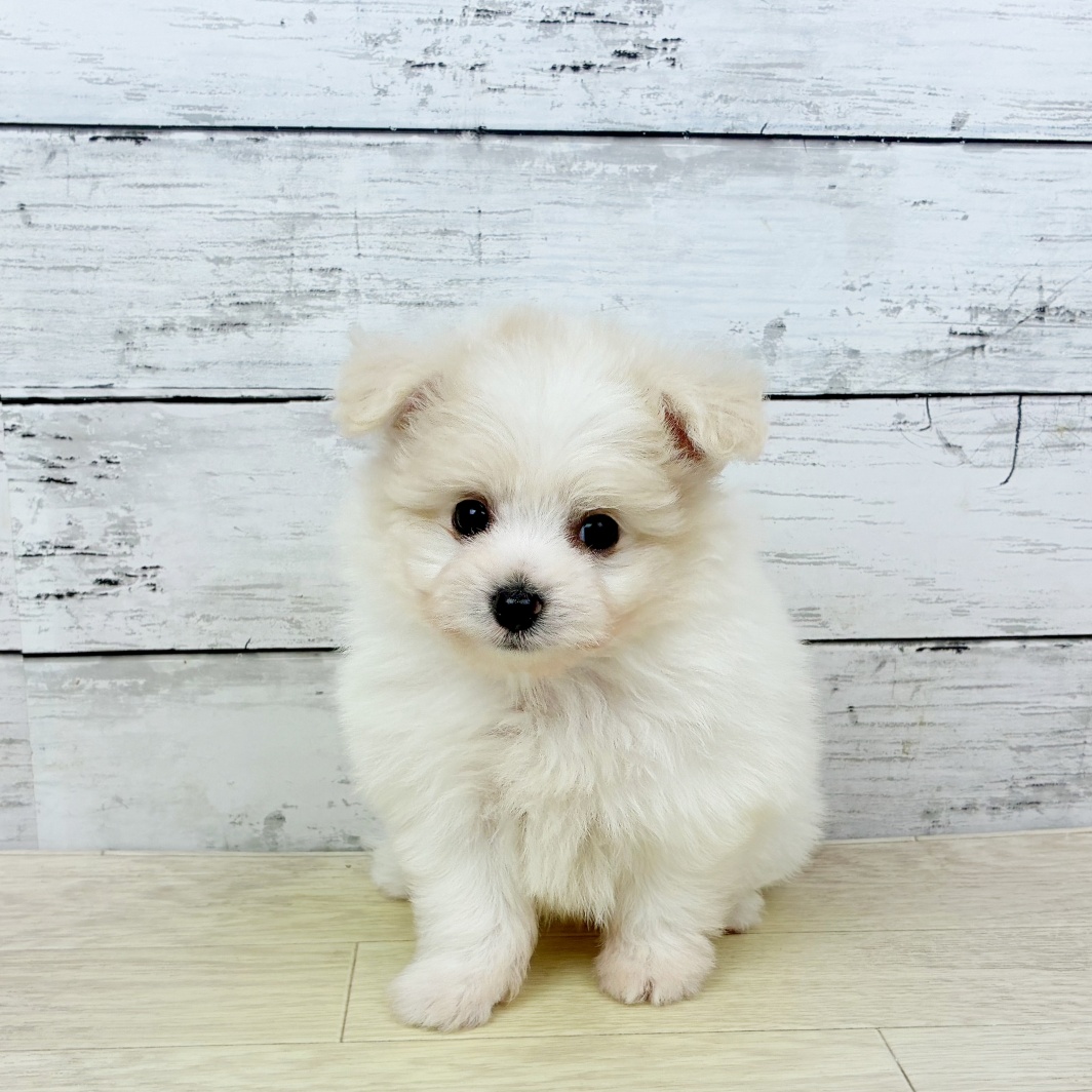 滋賀県のマルプー(マルチーズ×プードル) (犬の家＆猫の里近江八幡店/2026年1月15日生まれ/女の子/ホワイトクリーム)の子犬