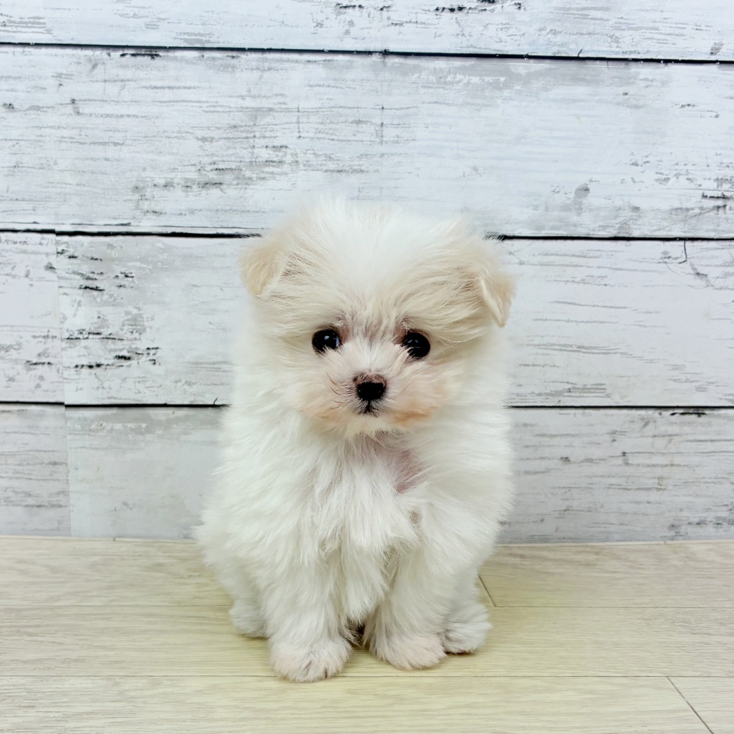 ハーフ犬女の子の写真