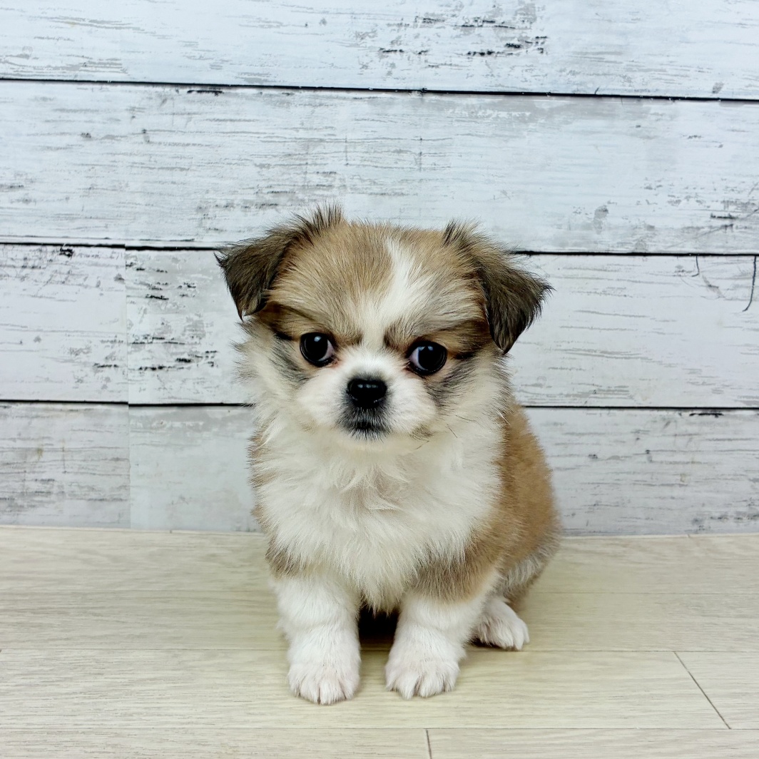 兵庫県のペキシーズー/ペキズー(ペキニーズ×シーズー) (犬の家＆猫の里川西店/2026年1月1日生まれ/女の子/フォーン)の子犬