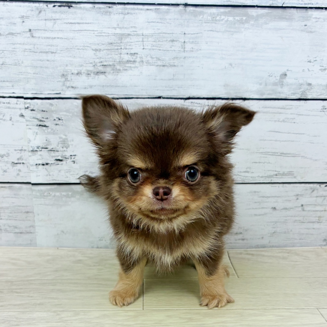 滋賀県のチワワ(ロング) (犬の家＆猫の里近江八幡店/2026年1月15日生まれ/女の子/チョコレートクリーム)の子犬