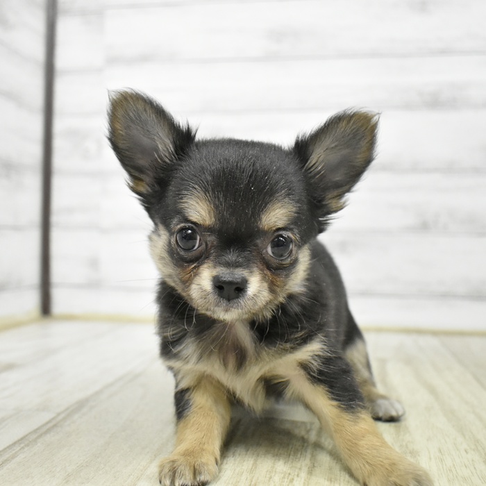 チワワ（ロング）女の子の写真