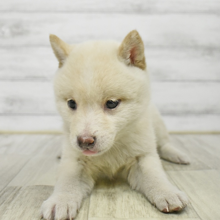 豆柴女の子の写真