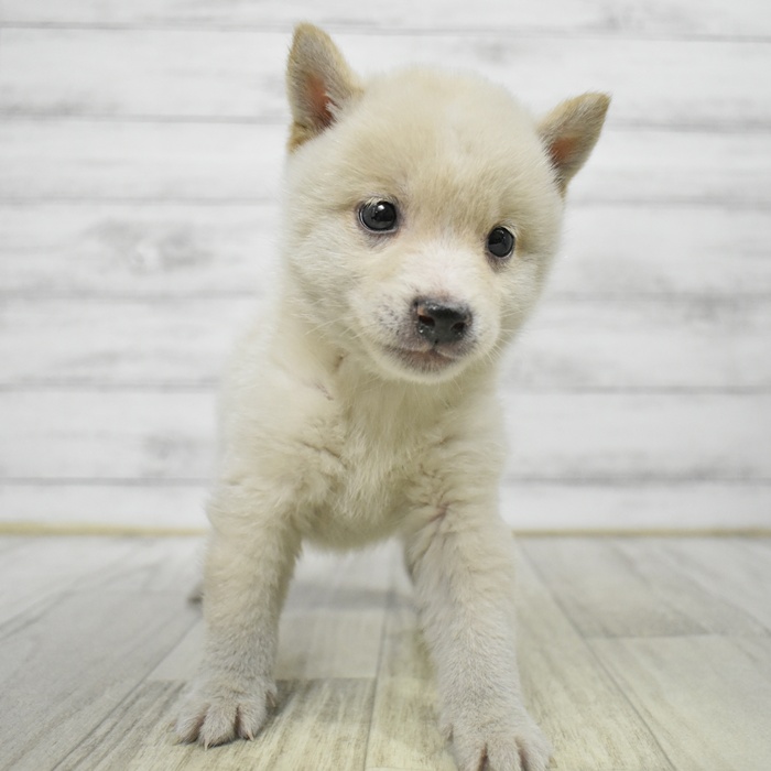 豆柴男の子の写真