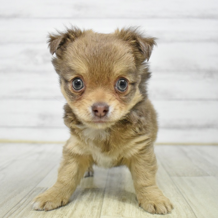 チワワ（ロング）男の子の写真