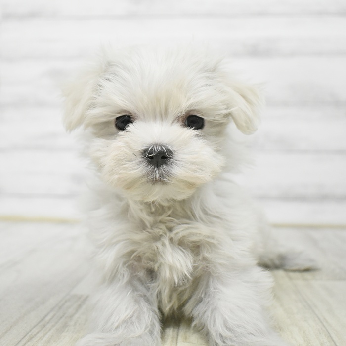 マルチーズ女の子の写真