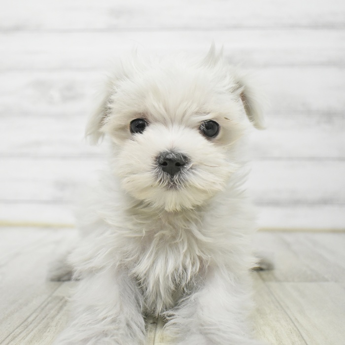 マルチーズ男の子の写真