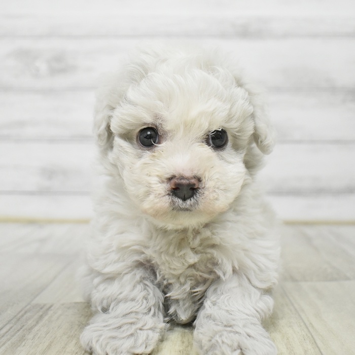 ビションフリーゼ女の子の写真