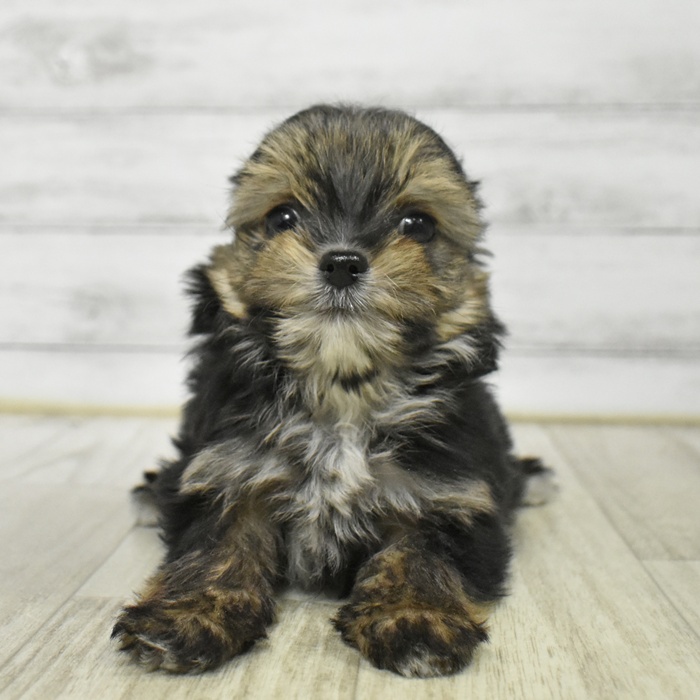 ハーフ犬男の子の写真