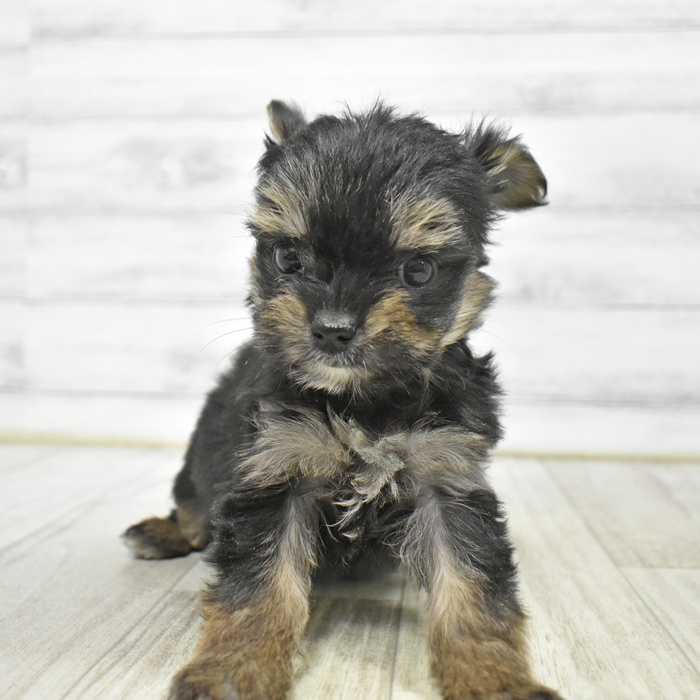 ハーフ犬女の子の写真
