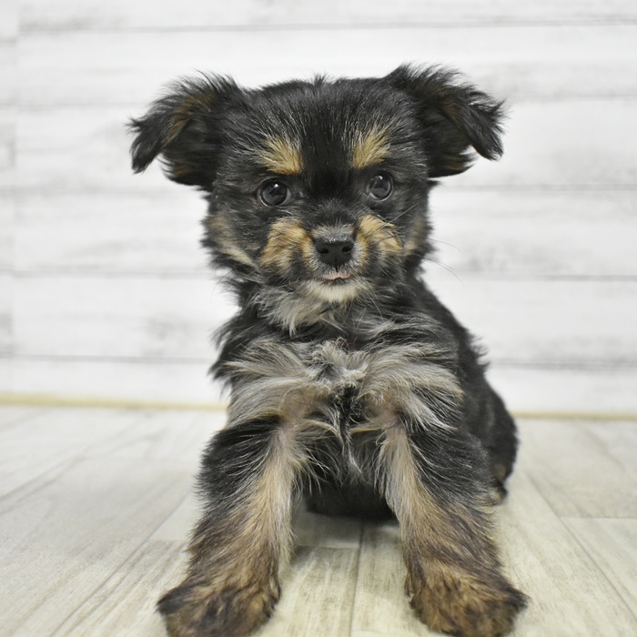 ハーフ犬女の子の写真