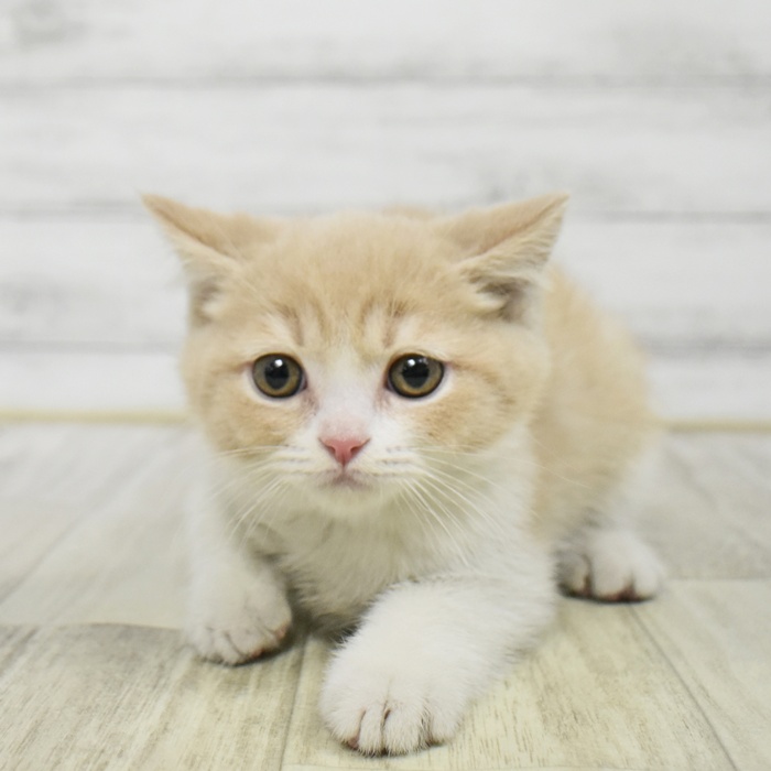 ブリティッシュショートヘア男の子の写真
