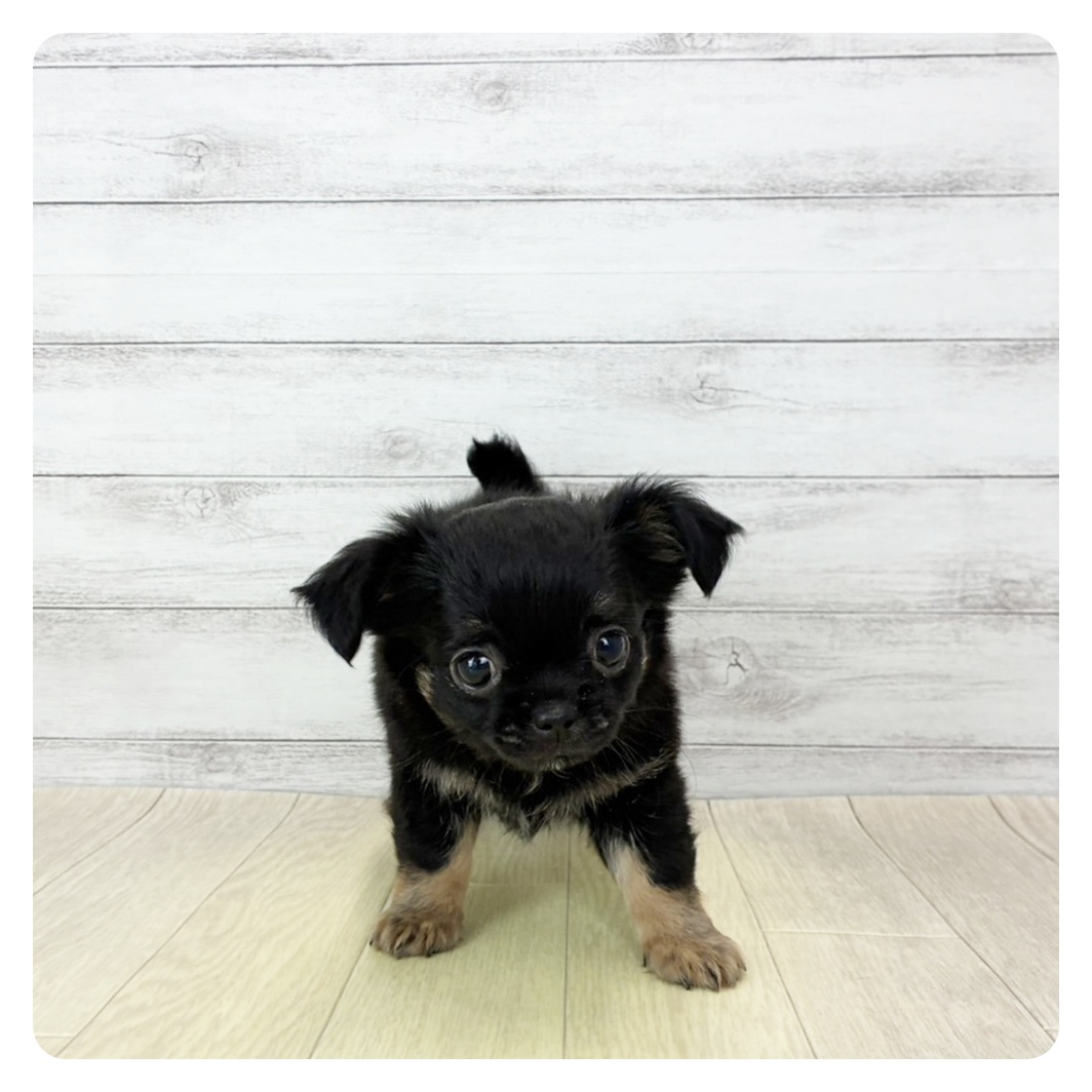 チワワ(ロング)男の子の写真