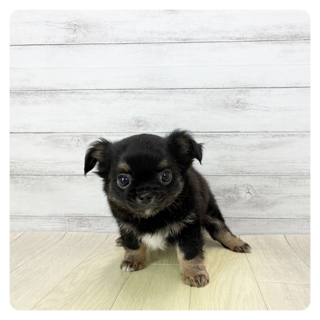 チワワ(ロング)男の子の写真