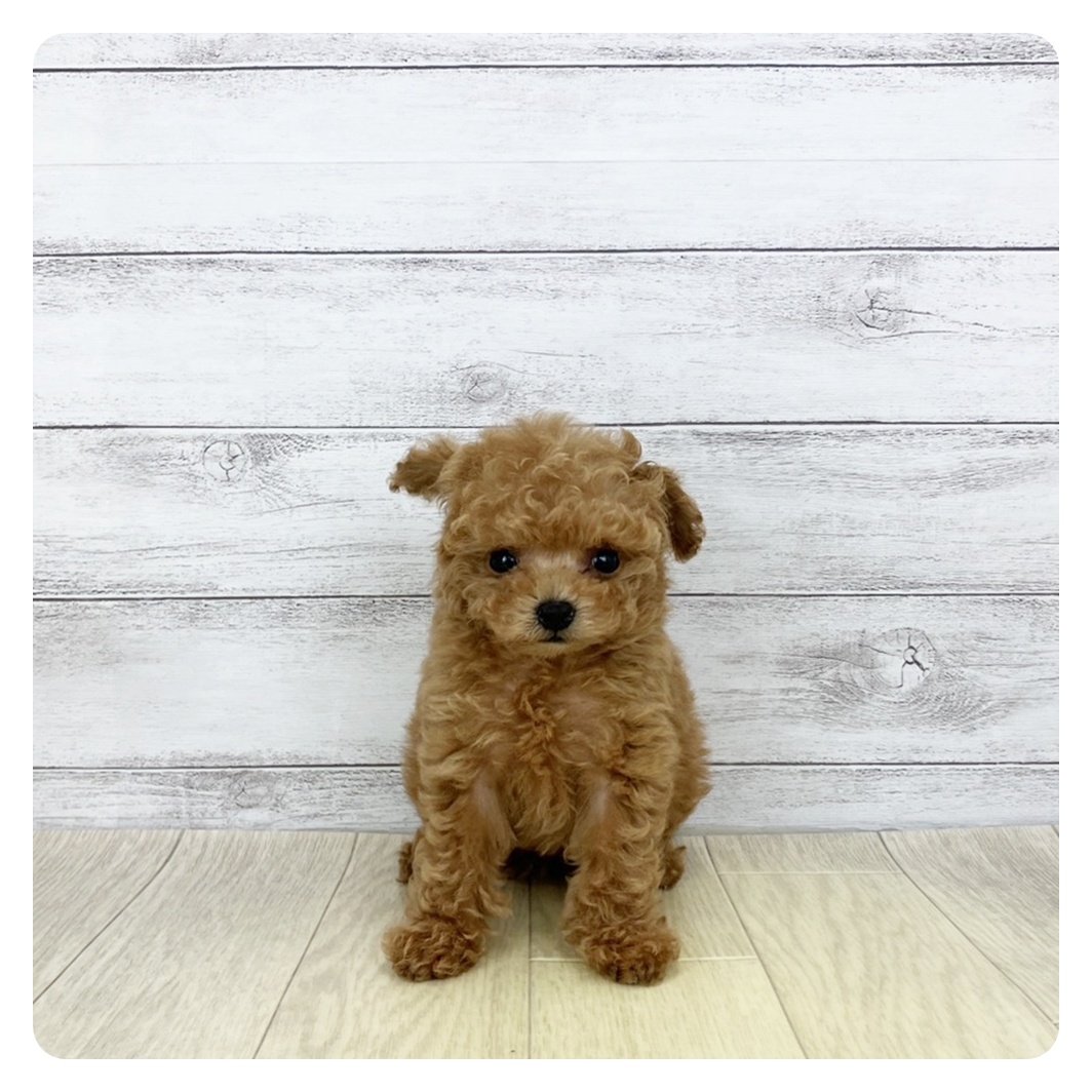 ティーカッププードル女の子の写真