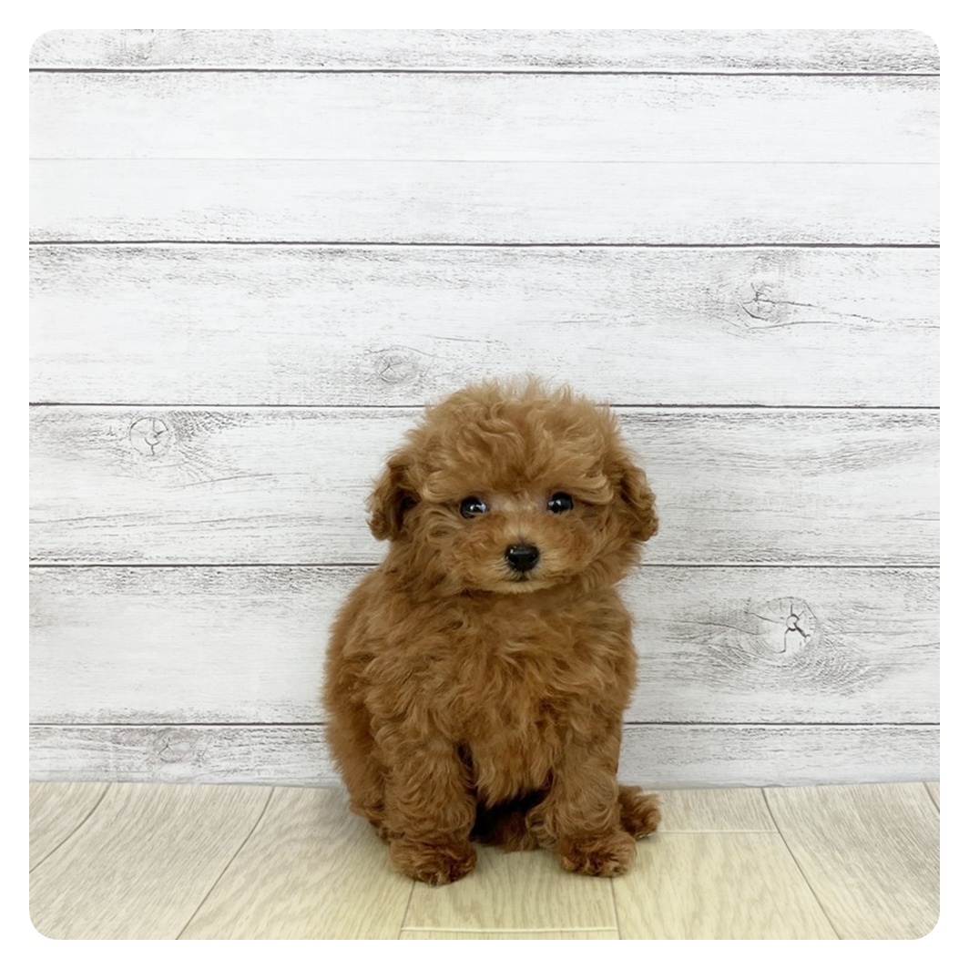 2026年1月15日生まれのトイプードル(ティーカップ)