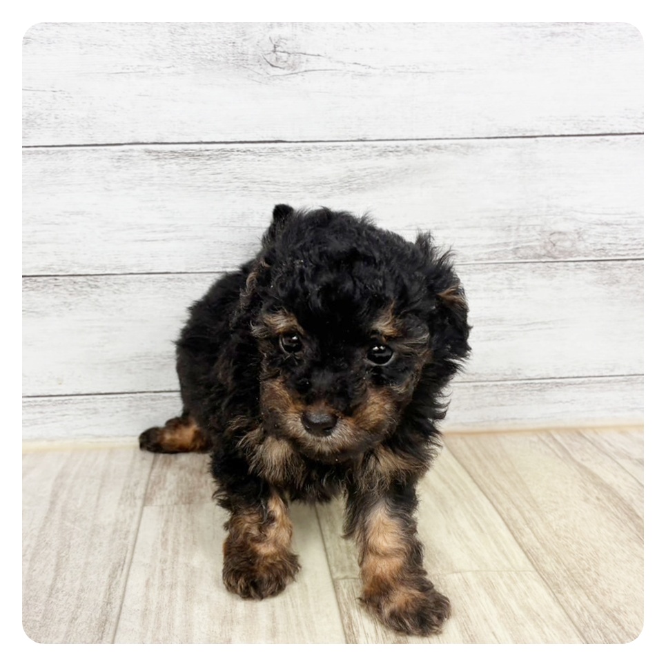 兵庫県のトイプードル(トイ) (犬の家＆猫の里川西店/2026年1月11日生まれ/男の子/ブラックタン)の子犬