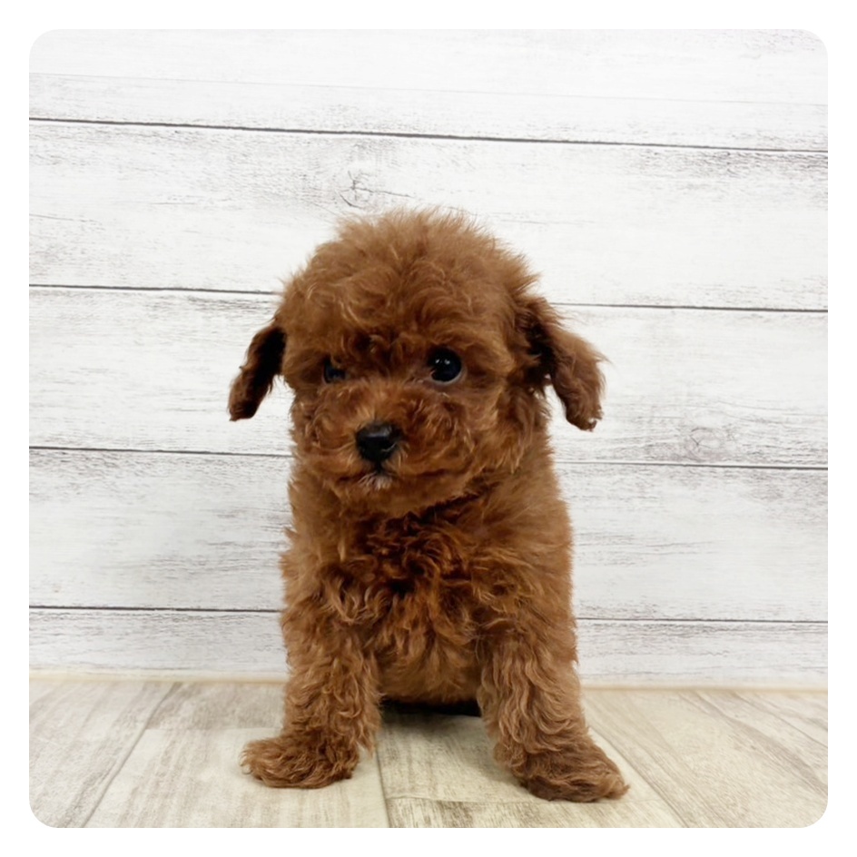 兵庫県のトイプードル(ティーカップ) (犬の家＆猫の里川西店/2026年1月14日生まれ/男の子/レッドフォーン)の子犬