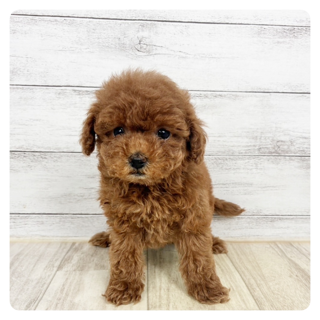 ティーカッププードル女の子の写真