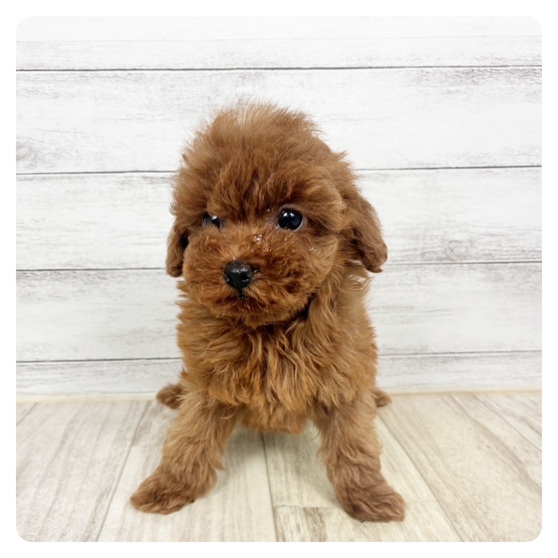 兵庫県のトイプードル(タイニー) (犬の家＆猫の里川西店/2026年1月14日生まれ/女の子/レッドフォーン)の子犬