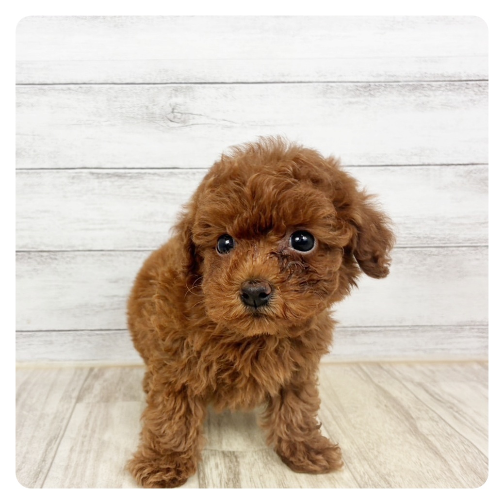 兵庫県のトイプードル(トイ) (犬の家＆猫の里川西店/2026年1月13日生まれ/女の子/レッドフォーン)の子犬