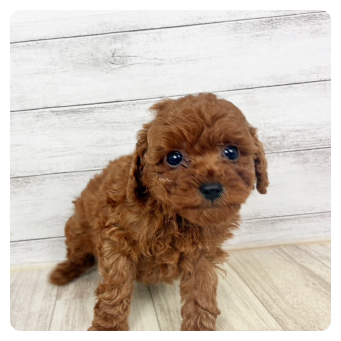 トイプードル男の子の写真