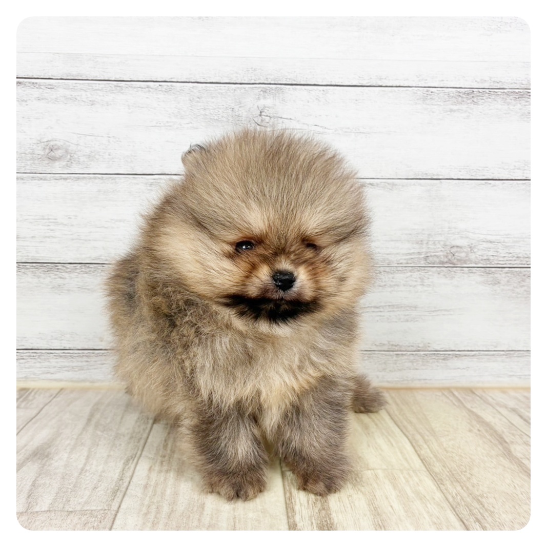 ポメラニアン男の子の写真