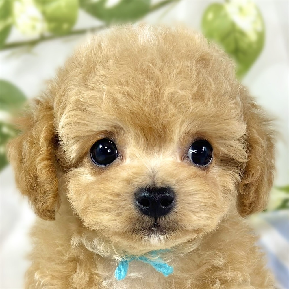 ハーフ犬男の子の写真