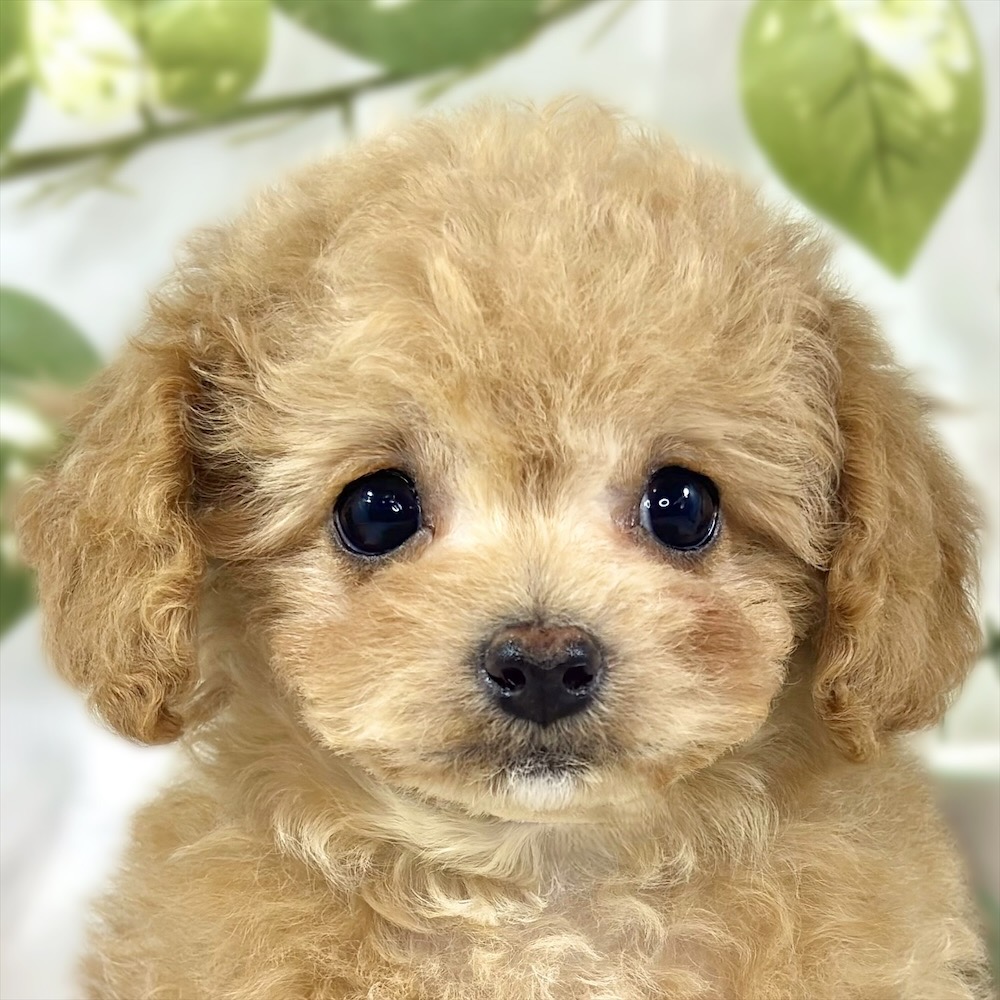 ハーフ犬女の子の写真