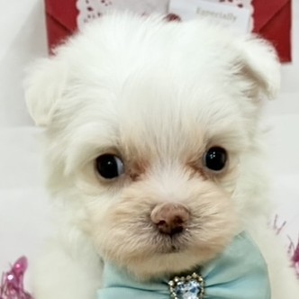 愛知県のチワマル/マルチワ(チワワ×マルチーズ) (犬の家＆猫の里エアポートウォーク店/2026年1月11日生まれ/男の子/クリームホワイト)の子犬の2枚目の画像