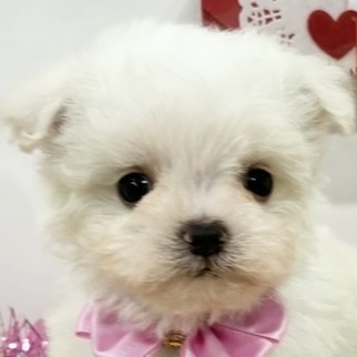 ハーフ犬女の子の写真