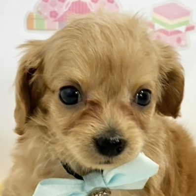 ハーフ犬女の子の写真