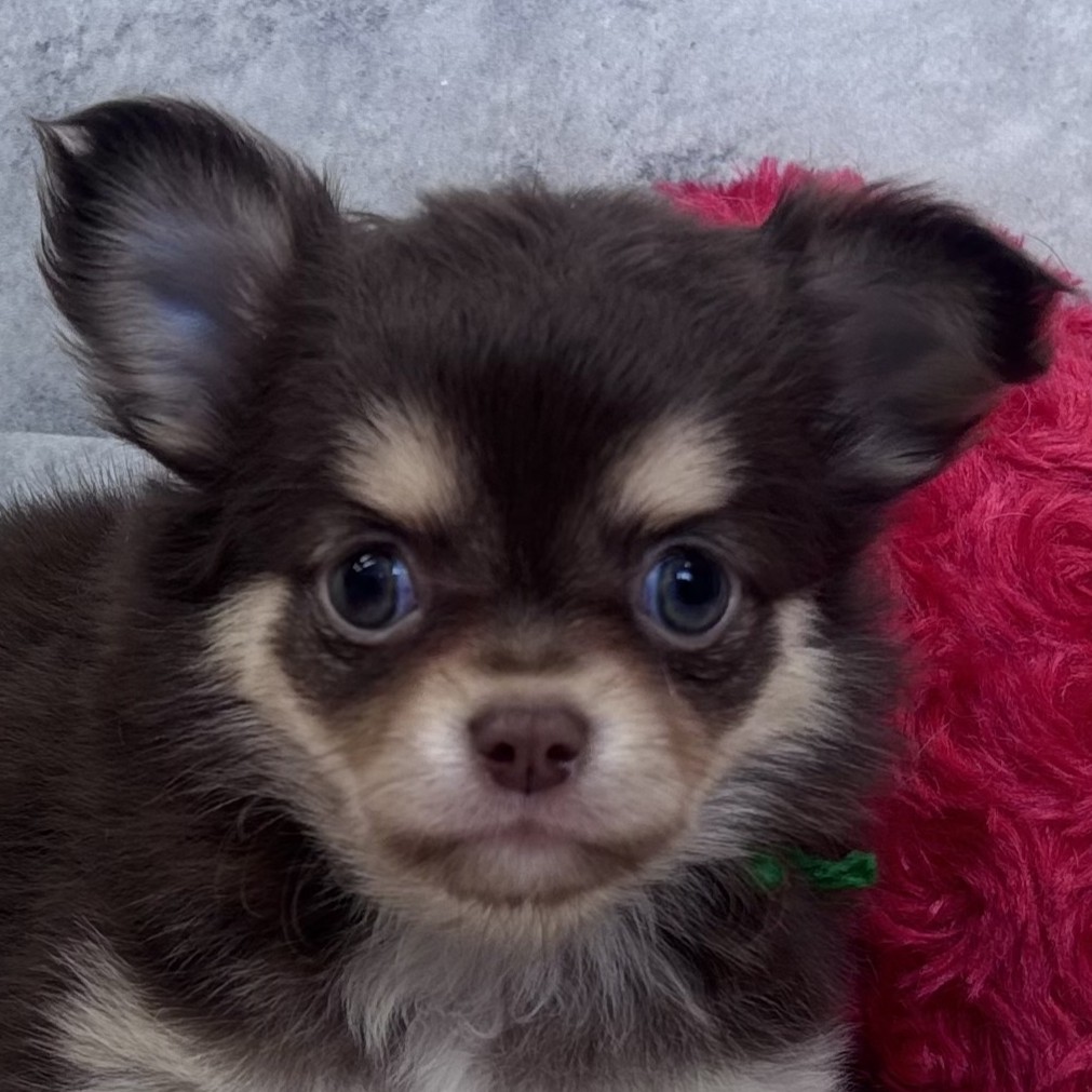 チワワ(ロング)女の子の写真