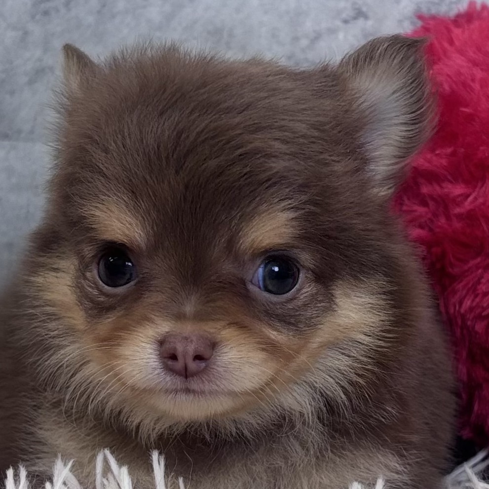 チワワ(ロング)男の子の写真