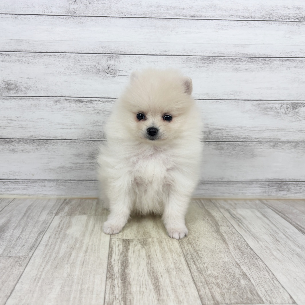 ポメラニアン女の子の写真