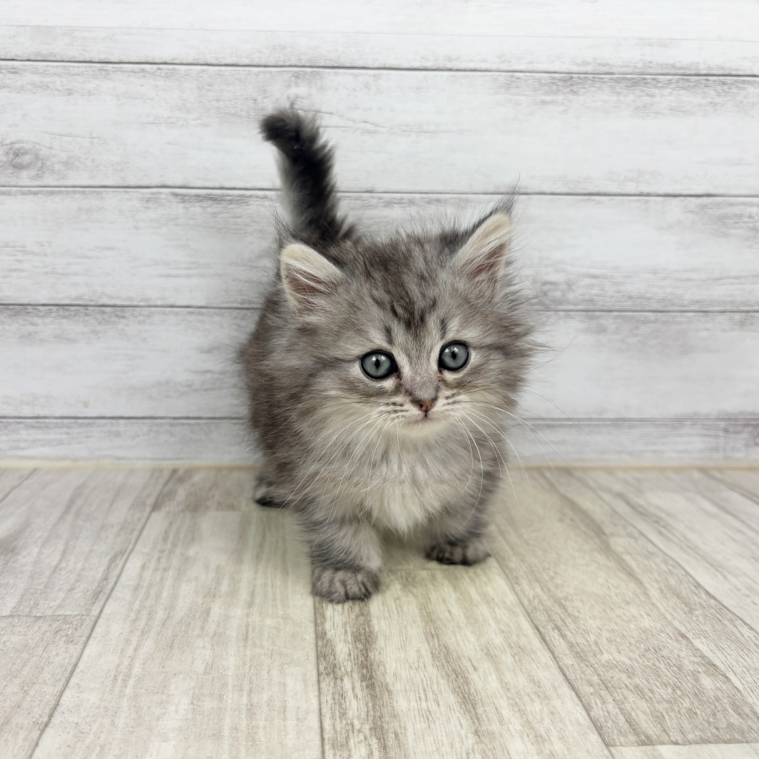 兵庫県のミヌエット (犬の家＆猫の里川西店/2026年1月9日生まれ/男の子/シルバータビー)の子猫