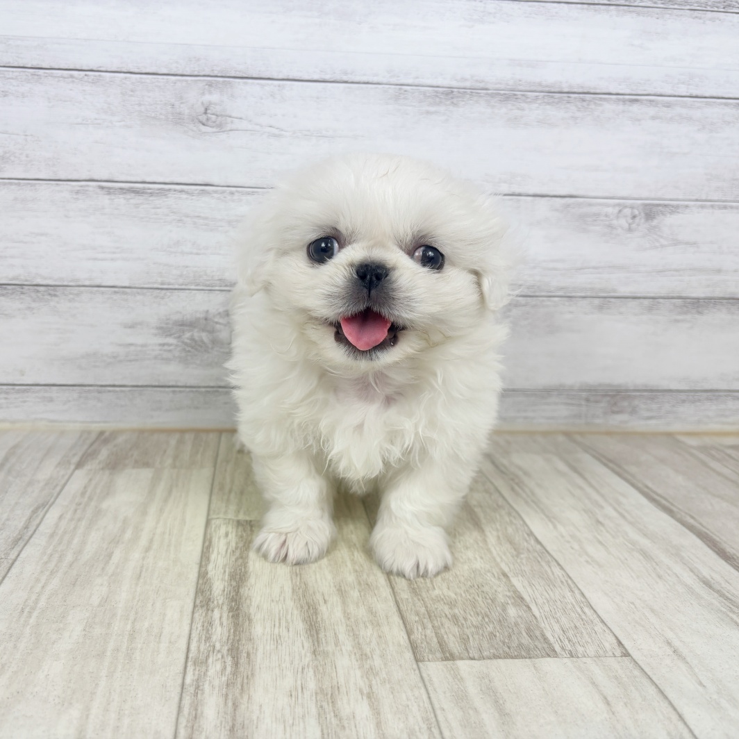 兵庫県のペキニーズ (犬の家＆猫の里川西店/2026年1月17日生まれ/女の子/ホワイト)の子犬