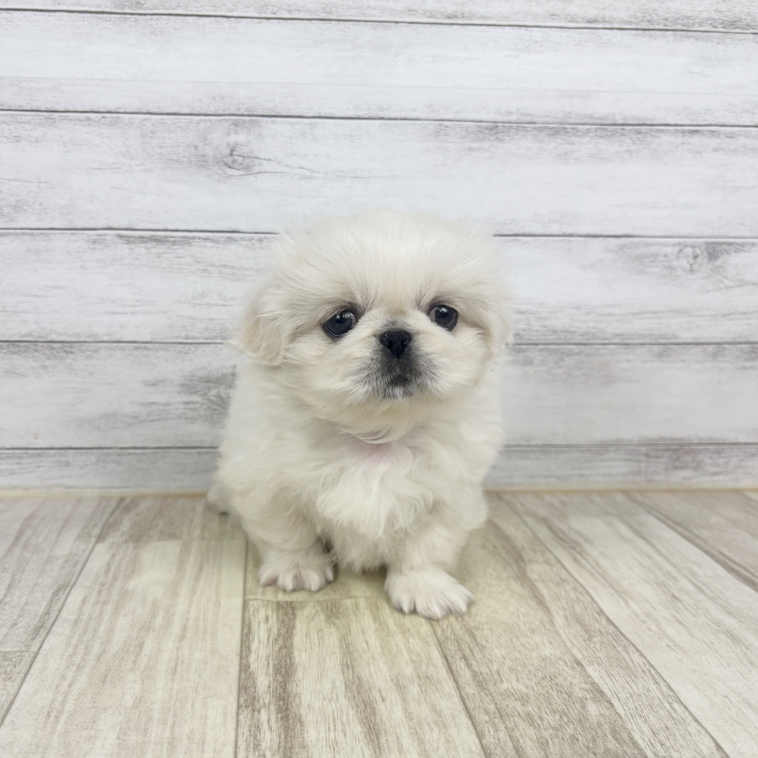 兵庫県のペキニーズ (犬の家＆猫の里川西店/2026年1月17日生まれ/女の子/ホワイト)の子犬