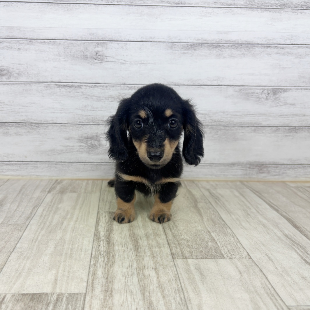 ミニチュアダックス女の子の写真